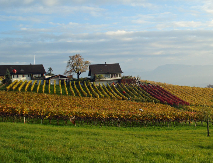 Wümmet 2008