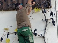 Wümmet 2010 (81)