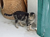 Schäfli (9)