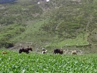 Alp de Roq 2019 (52)