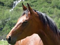 Alp de Roq 2019 (54)
