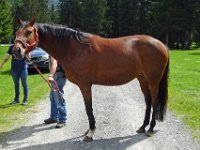 Alp de Roq 2019 (6)