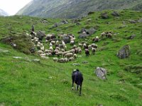 Alp de Roq 2019 (64)