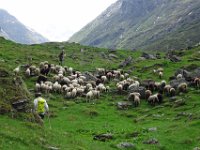 Alp de Roq 2019 (65)