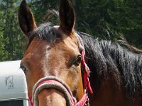 Alp de Roq 2019 (7)
