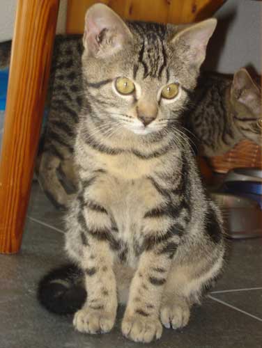 Max