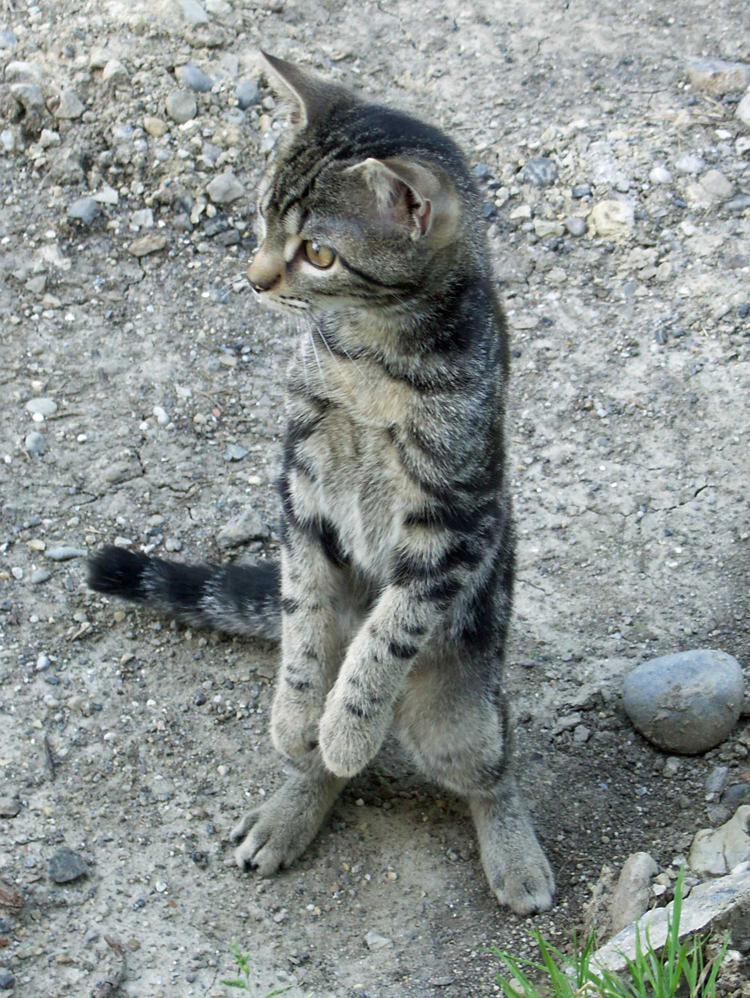 Max