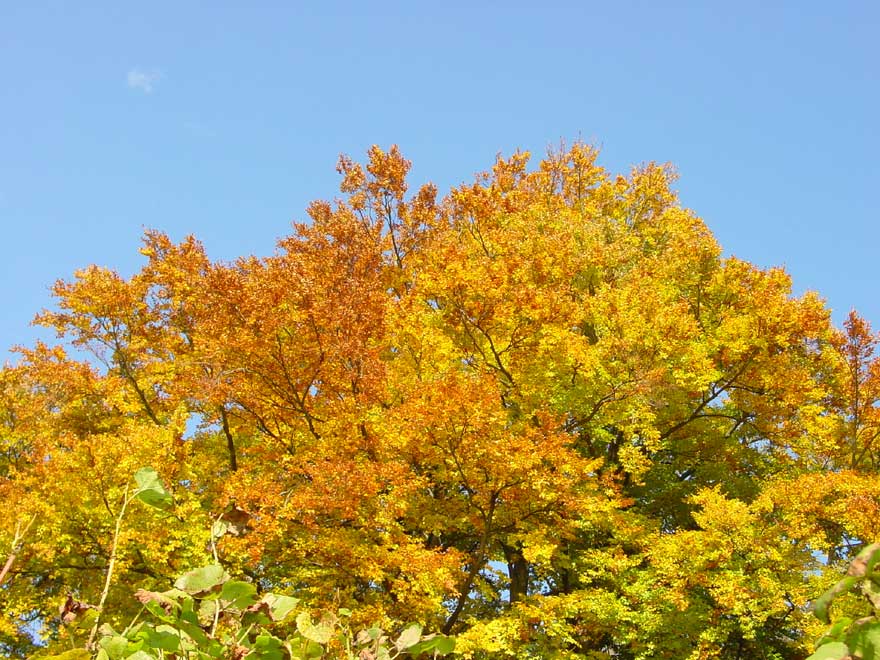 Baum