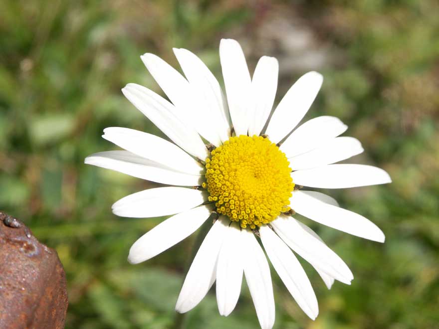 Blume